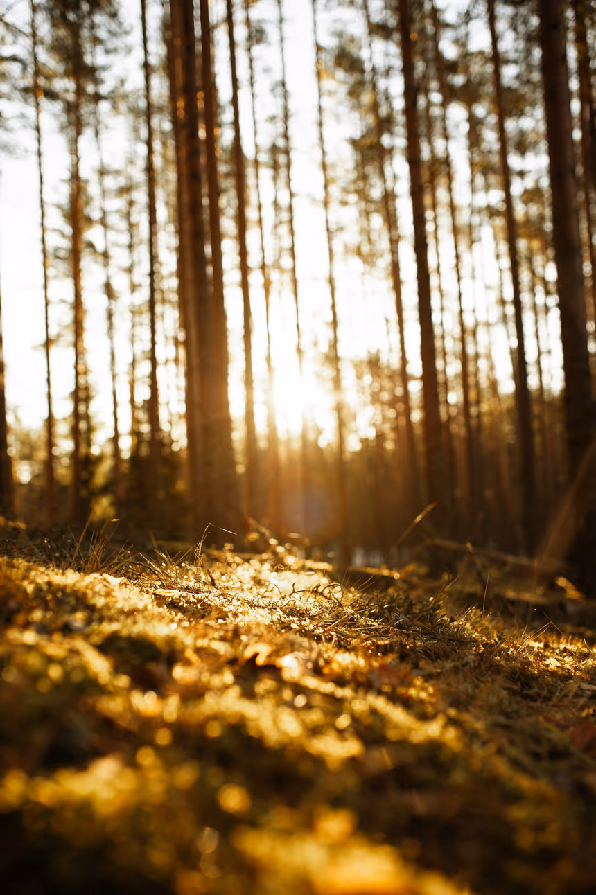 Estonian forest